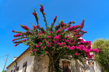 Bougainvillea Akdeniz tarzı tipik olarak eski bir taş ya da alçı kaplı bir evin üzerinde yetişir..