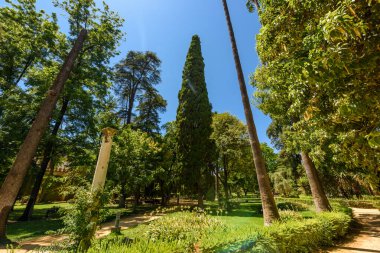 Sevilla, İspanya - 01 Ağustos 2024: Güzel Sevilla 'nın merkezinde Real Alcazar' ın görkemli bahçeleri 