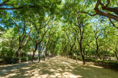  Sevilla, İspanya 'daki Parque de Mara Luisa