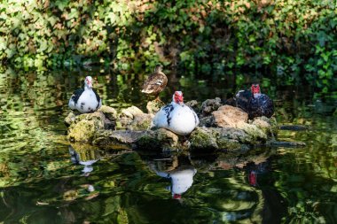 Plaza de Espana 'da ördekler 