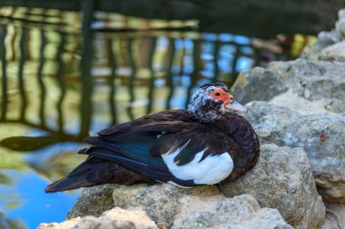 Plaza de Espana 'da ördekler 