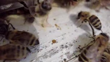 Bir arı sürüsü. Arılar kovana giriyor. Kovanın girişinde bir sürü arı var. Makro video