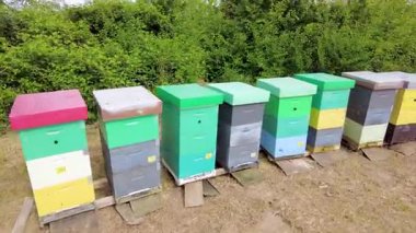 Güneşli bir günde etrafı ağaçlarla çevrili arı kovanları. Arılar için sıra sıra tahta arı kovanı. 4k video