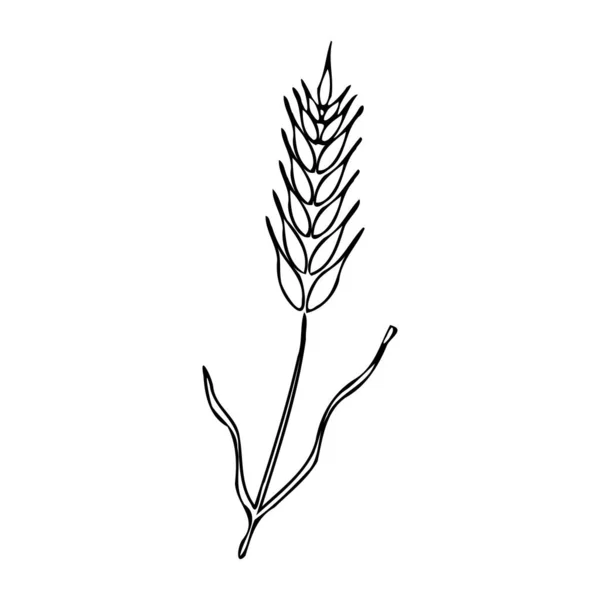 小麦の耳を持つシルエット — ストックベクタ