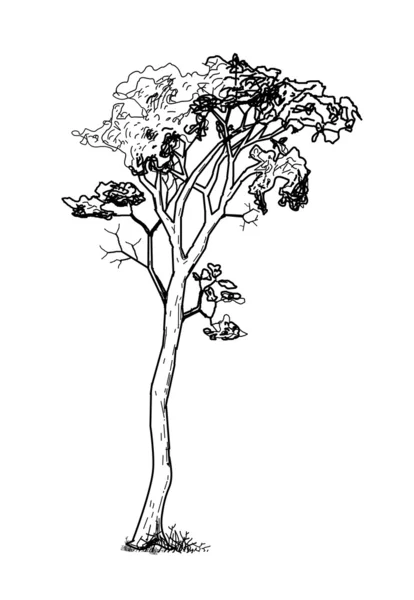 Ročník strom — Stockový vektor
