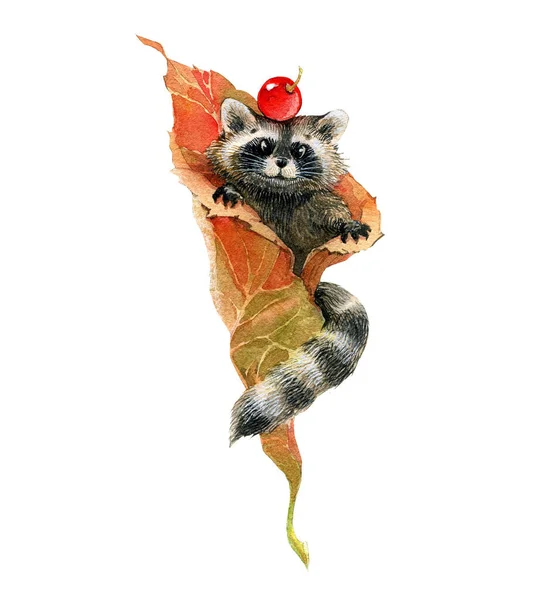 Cute raccoon in an autumn leaf from a tree. Berry on the head. Watercolor work, handmade. — Photo