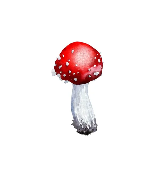 Cogumelos, cogumelos comestíveis e toadstools, cogumelos florestais. Ilustração em aquarela, feito à mão. — Fotografia de Stock