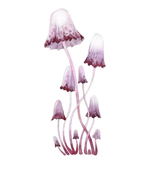 Svamp, ätbara svampar och pallar, skogssvamp. Akvarell illustration, handgjorda. — Stockfoto