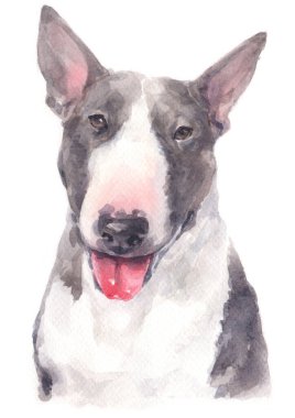 Bull Terrier 'in sulu boya tablosu