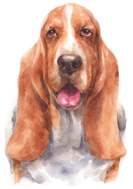 Basset Hound 'un sulu boya tablosu