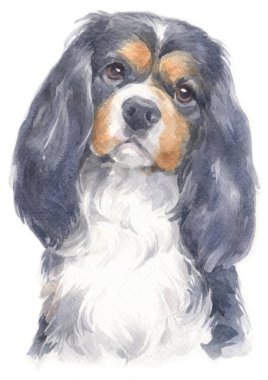 Şövalye Kral Charles Spaniel 'in sulu boya tablosu