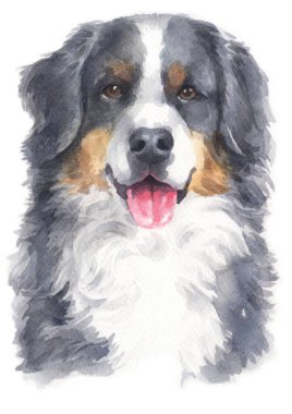 Bernese Dağ Köpeği 'nin sulu boya resmi