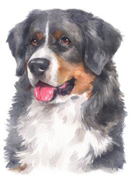 Bernese Dağ Köpeği 'nin sulu boya resmi