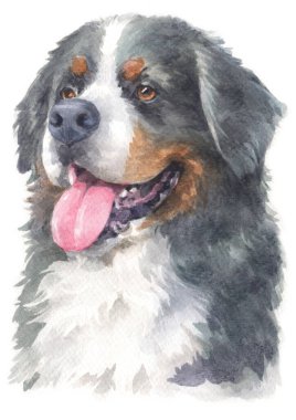 Bernese Dağ Köpeği 'nin sulu boya resmi