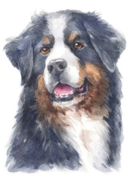 Bernese Dağ Köpeği 'nin sulu boya resmi