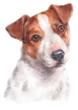 Jack Russell Terrier 'in sulu boya resmi