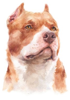 Pitbull köpeğinin sulu boya resmi