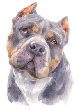 Pitbull köpeğinin sulu boya resmi