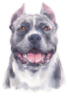 Pitbull köpeğinin sulu boya resmi