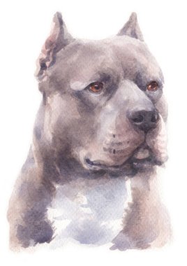 Pitbull köpeğinin sulu boya resmi