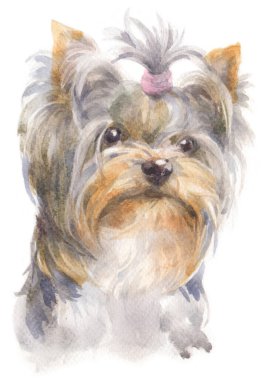 York Shire Terrier 'in sulu boya tablosu