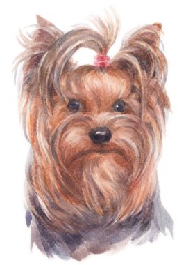 York Shire Terrier 'in sulu boya tablosu