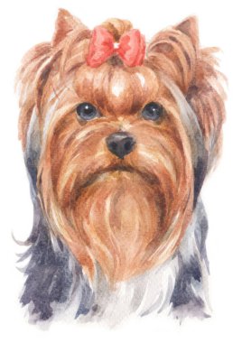 York Shire Terrier 'in sulu boya tablosu