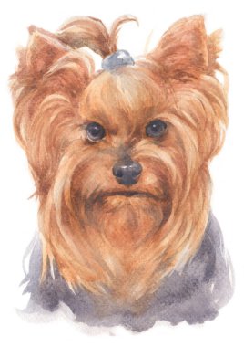 York Shire Terrier 'in sulu boya tablosu