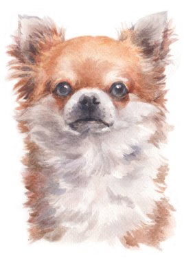 Chihuahua 'nın sulu boya resmi