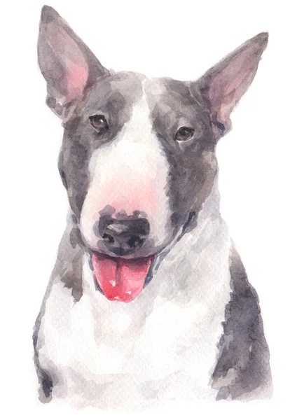 Malowanie Farbą Wodną Bull Terrier — Zdjęcie stockowe