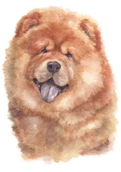 Aquarelverf Van Chow Chow — Stockfoto