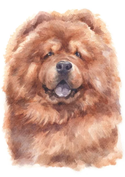 Chow Chow Akvarell Festése — Stock Fotó