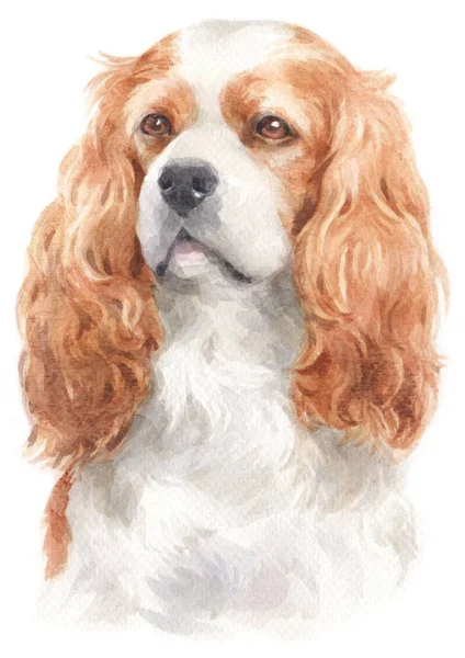 Water colour painting of Cavalier King Charles Spaniel
