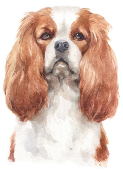 Aquarelverf Van Cavalier King Charles Spaniel — Stockfoto