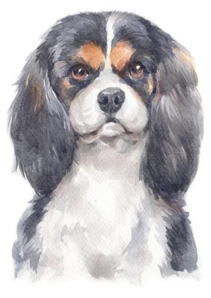 Aquarell Des Kavalierkönigs Charles Spaniel — Stockfoto