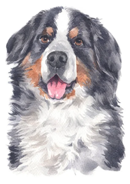 Akvarellmålning Bernese Mountain Dog — Stockfoto