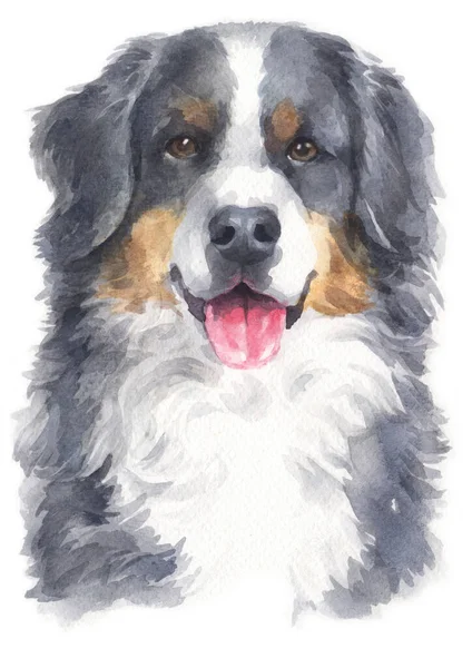 Farba Wodna Bernese Mountain Dog — Zdjęcie stockowe