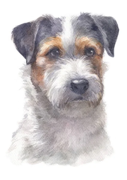 Jack Russell Terrier的水彩画 — 图库照片