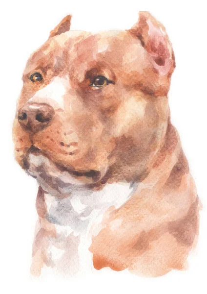 Υδατογραφία Του Σκύλου Pitbull — Φωτογραφία Αρχείου