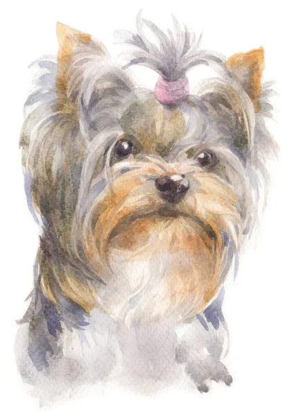 Water Colour Painting York Shire Terrier — Stock Photo, Image