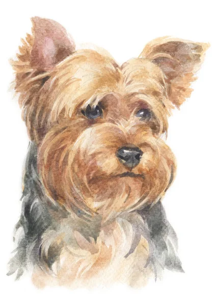 York Shire Terrier的水彩画 — 图库照片