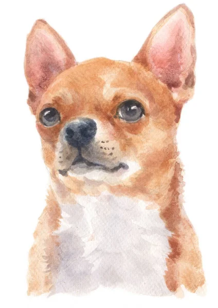 Water Colour Painting Chihuahua — Stock Photo, Image