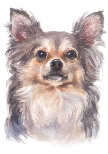 Pintura Acuarela Chihuahua —  Fotos de Stock