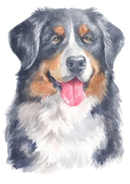 ベルネーゼ山犬の水彩画 ストックフォト