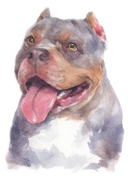 ピトブル犬の水彩画 ロイヤリティフリーのストック画像