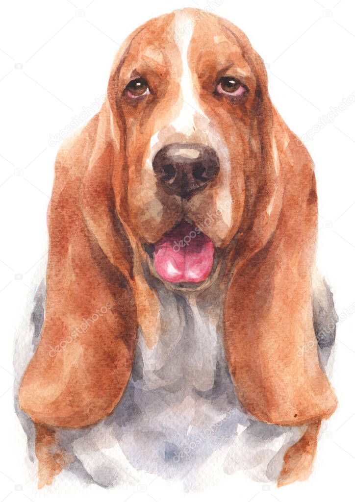 Water colour painting of Basset Hound
