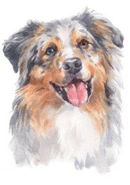 Avustralya çoban köpeğinin sulu boya resmi