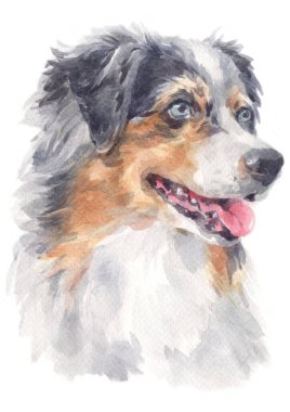 Avustralya çoban köpeğinin sulu boya resmi