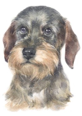 Dachshund 'un sulu boya resmi