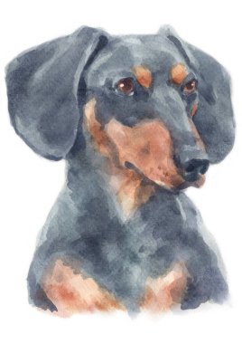 Dachshund 'un sulu boya resmi